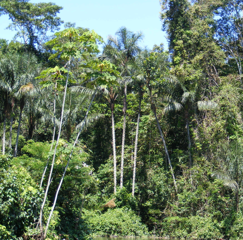 Illustration for article titled Esta mujer se adentró en la selva del Amazonas con 41 personas para encontrar a su marido. Solo regresó ella